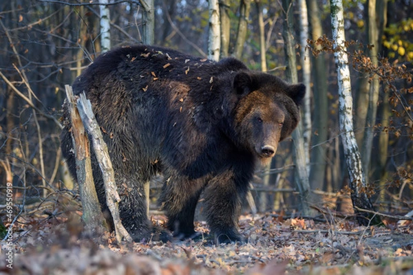 Obraz Bear in autumn forest. Ursus arctos, fall colours. Dangerous animal in natural habitat