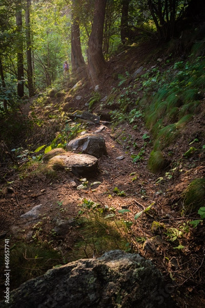 Obraz Sun on the path