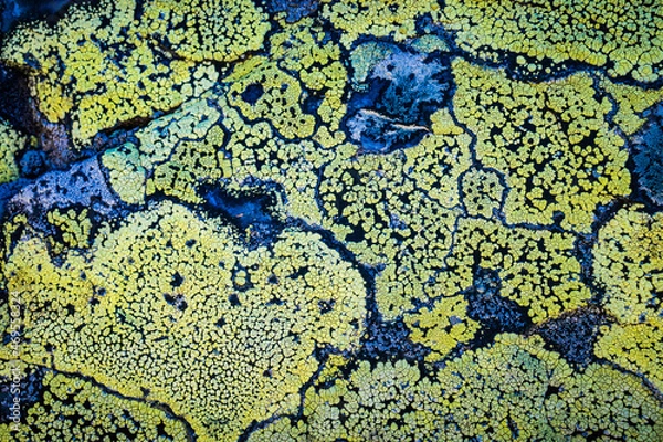 Obraz lichens