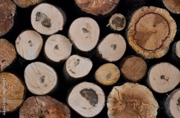 Fototapeta Round cuts of freshly sawn wood lying in a woodpile
