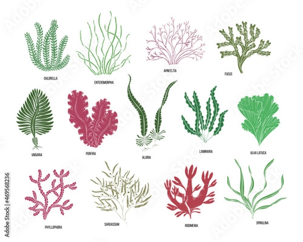 Fototapeta Hand drawn algae black set on white background. Vector illustration isolated sketch. Line art.