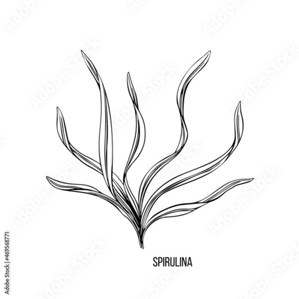 Fototapeta Algae - spirulina. Green and red edible algae. Black line ink sketch on a white background. Vector hand drawn illustration.