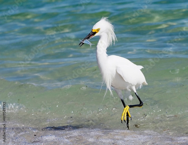 Obraz Snowy Egret (Egretta thula) walking along the Gulf of Mexico under a clear blue sky catching fish at St. Pete Beach, Florida.