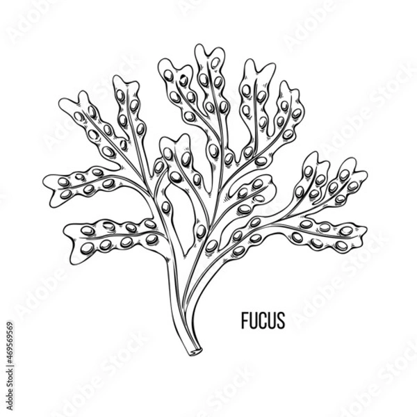Fototapeta Algae - fukus. Green and red edible algae. Black line ink sketch on a white background. Vector hand drawn illustration cartoon.