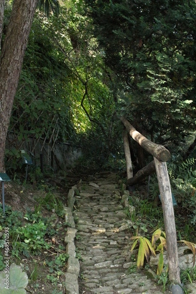 Fototapeta bridge in the forest