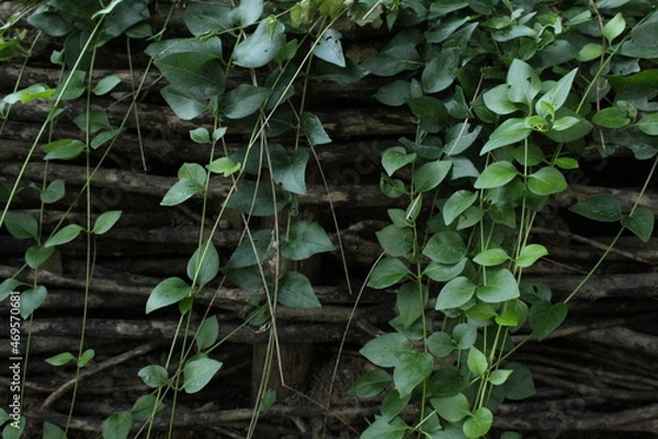 Obraz leaves in the garden texture