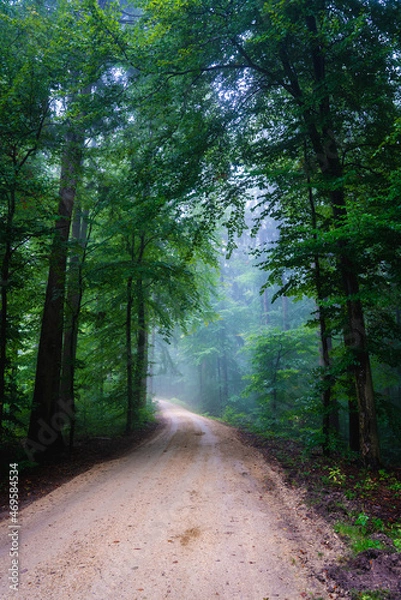 Obraz Wald, Nebel, Dunst, Bäume, Weg, grün, stimmung