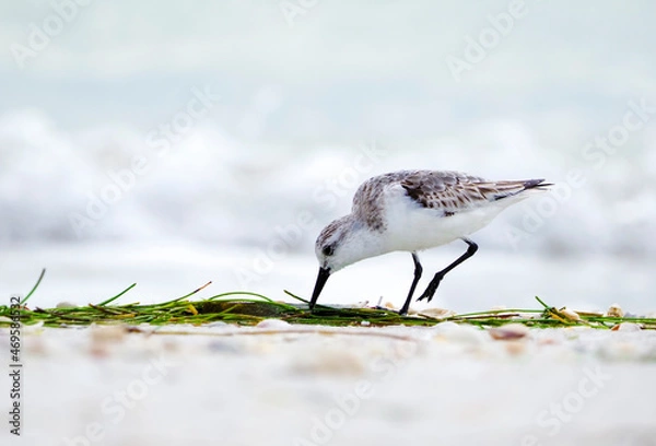 Obraz Sanderling (Calidris alba) foraging for food and eating from a dead catfish washed up on a sandy beach at St. Pete Beach, Florida