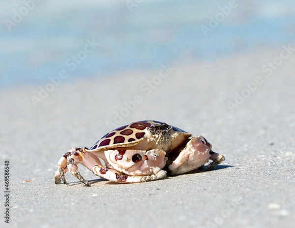 Obraz Calico crab (Leopard Crab) (Hepatus epheliticus) running across a sandy beach at St. Pete Beach, Florida