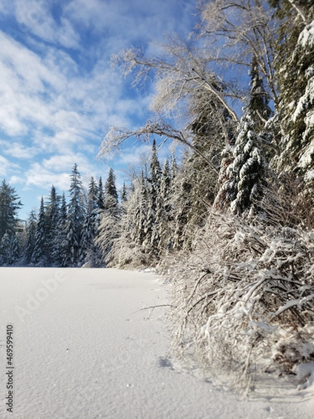 Obraz snow covered trees