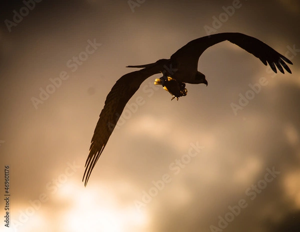 Obraz Osprey  in flight