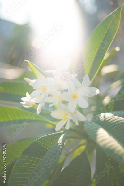 Obraz flowers on a green background