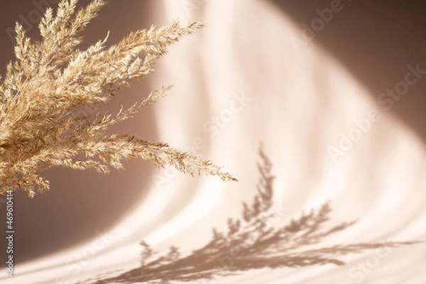 Obraz Abstract background with dried pampas grass and shadows on beige wall. Floral silhouette on beige background