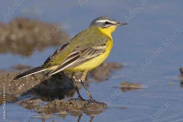 Fototapeta Cutrettola