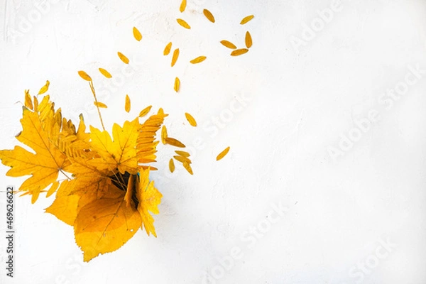 Obraz Flatlay autumn white background with a bouquet of yellow dry acacia and maple leaves. Top view