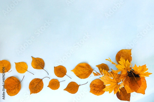 Obraz Flatlay text frame autumn background with a bouquet of yellow dry acacia and maple leaves. Top view