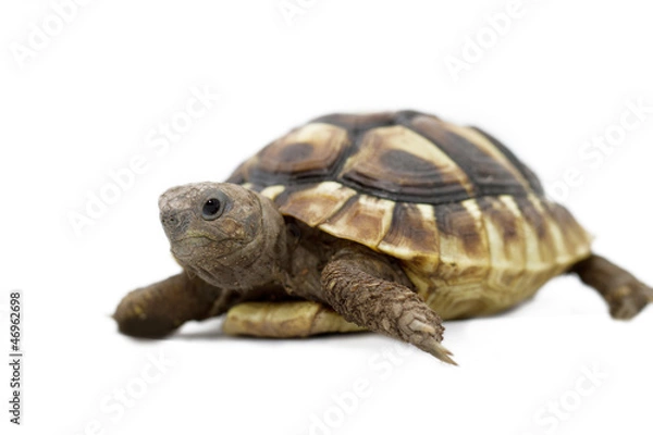 Fototapeta Young turtle on a white background