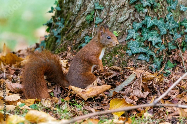 Fototapeta Eichhörnchen (Sciurus vulgaris)