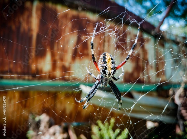 Fototapeta Witzi araña