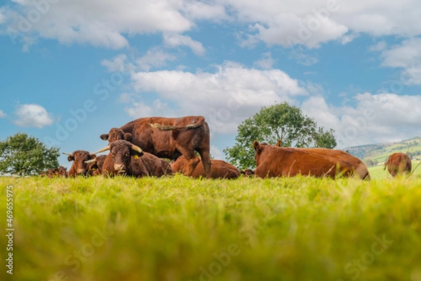Fototapeta Herd of Devon Ruby Red Cattle in a field