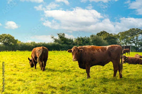 Fototapeta Devon Ruby Red cattle in field on a sunny day