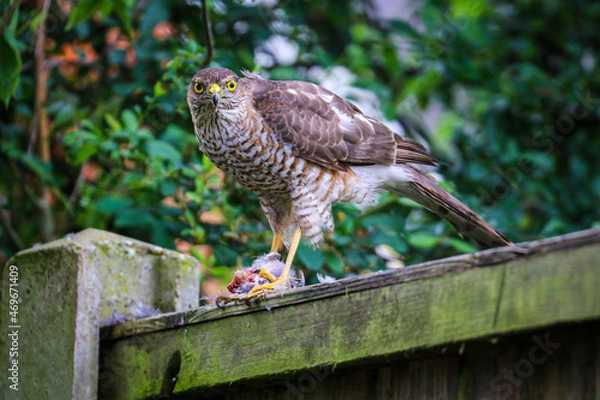 Obraz Sparrow Hawk feeding on prey