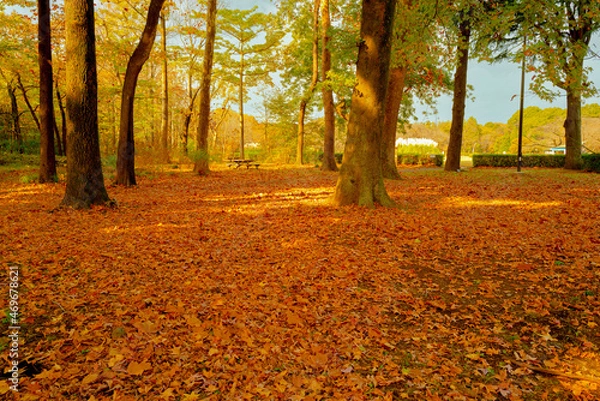 Obraz 公園の紅葉