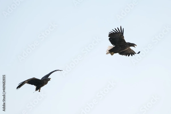 Fototapeta eagles in city