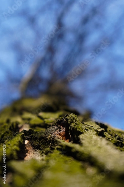 Fototapeta tree. tree bark. detail of tree bark. photo with blue background.