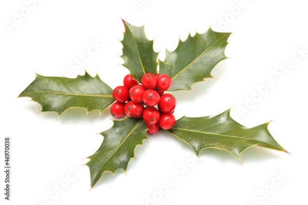 Obraz Ilex aquifolium