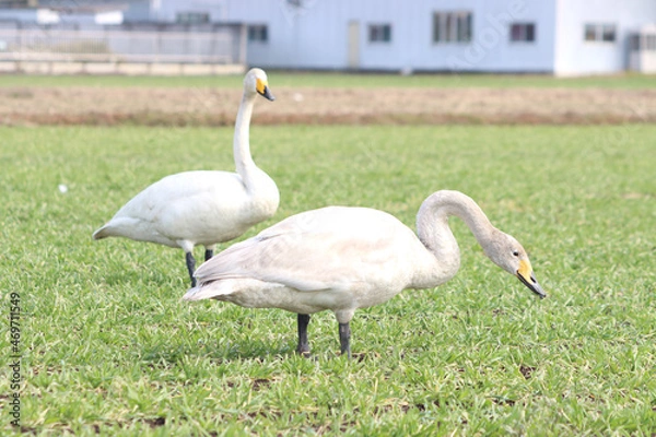 Obraz 白鳥による食害（麦）