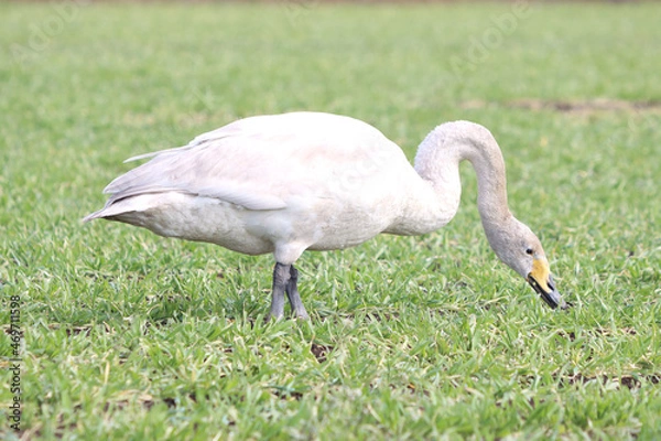 Obraz 白鳥による食害（麦）