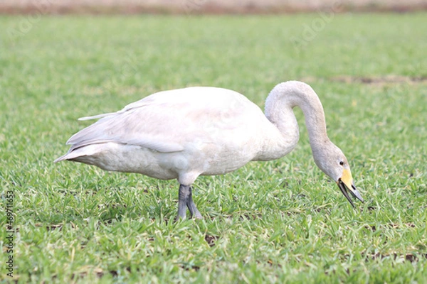 Obraz 白鳥による食害（麦）
