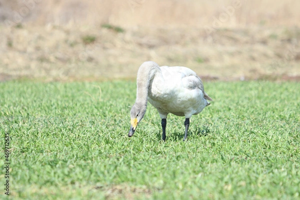 Obraz 白鳥による食害（麦）