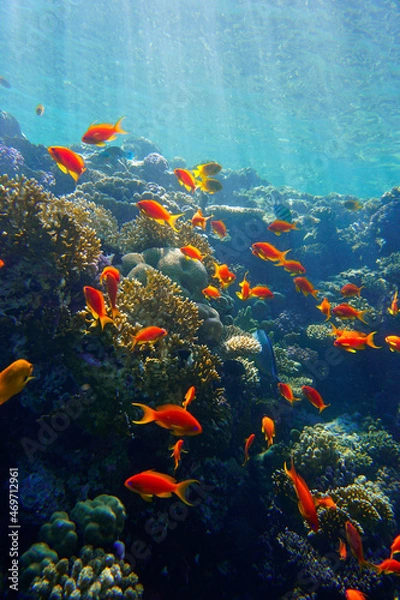 Fototapeta A beautiful colourful coral reef in the Red Sea in Egypt. Scuba Diving underwater photography