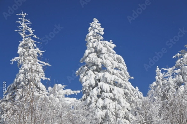 Fototapeta 北海道の旭岳の風景