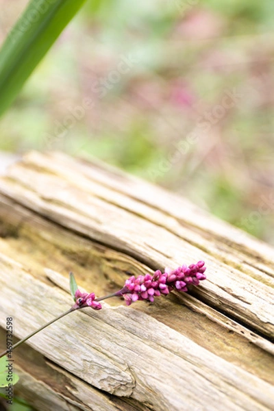 Obraz オオケタデ