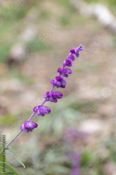 Obraz チャパラルセージ