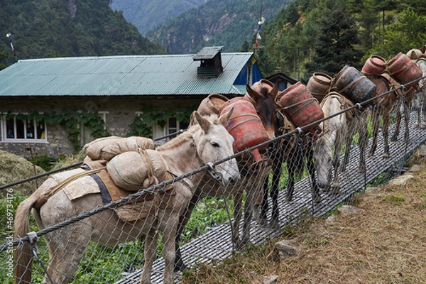 Obraz Donkeys on suspension bridge, traffic jam,