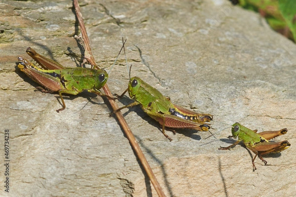 Obraz Three grasshoppers on the stone