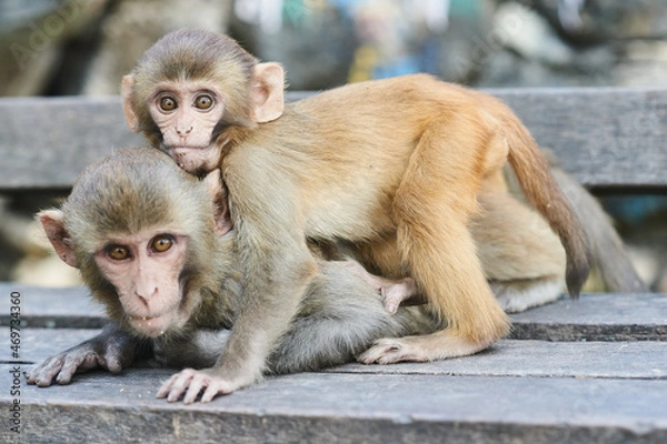 Obraz Monkey and baby monkey in Monkey temple Kathmandu