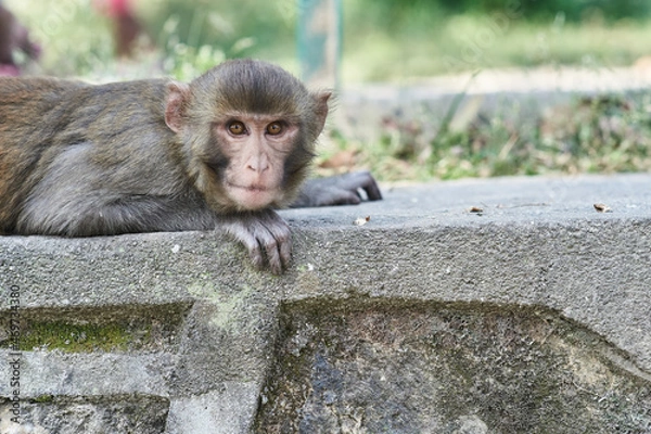 Obraz Monkeys in Monkey temple Kathmandu