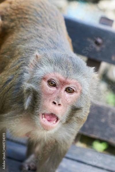 Obraz Angry monkey in Monkey temple Kathmandu
