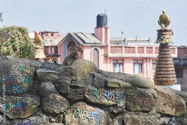 Obraz Sleeping monkey in Monkey temple Kathmandu