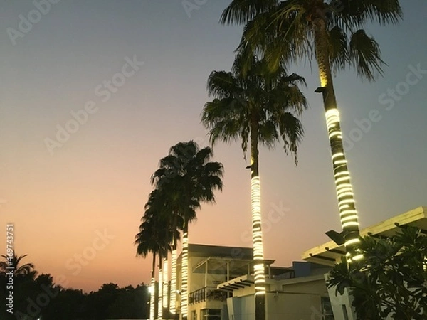 Obraz palm trees at sunset