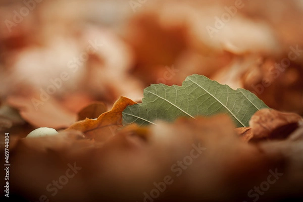 Obraz Close-up photo of single green leave among faded dry orange fallen foliageduring autumn day