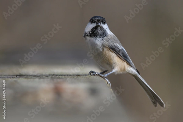 Fototapeta Chickadee posing