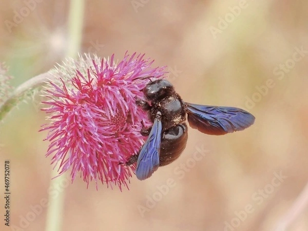 Obraz bug on a flower