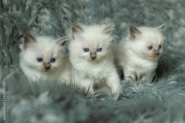 Fototapeta Three Ragdoll kittens