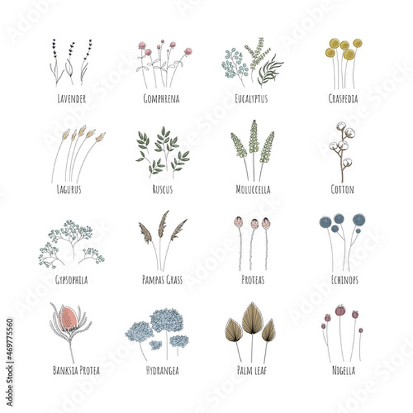 Fototapeta A set for creating bouquets of dried flowers: Lavender, Gomphrene, Eucalyptus, Craspedia, Lagurus, Ruscus, Cotton, Gypsophila, Pampas, Protea, Echinops, Banksia, Hydrangea. Editable string.